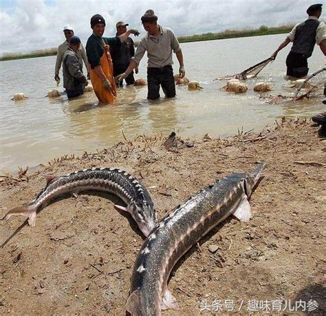 夢見涉水